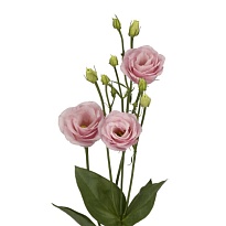 Эустома Rosita Light Pink 10шт