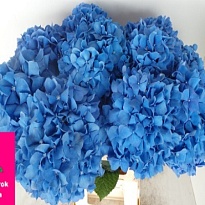 Гортензия Pimpernel дл.80 d 26 1шт 