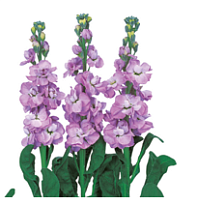 Маттиола Impala Marine 10шт