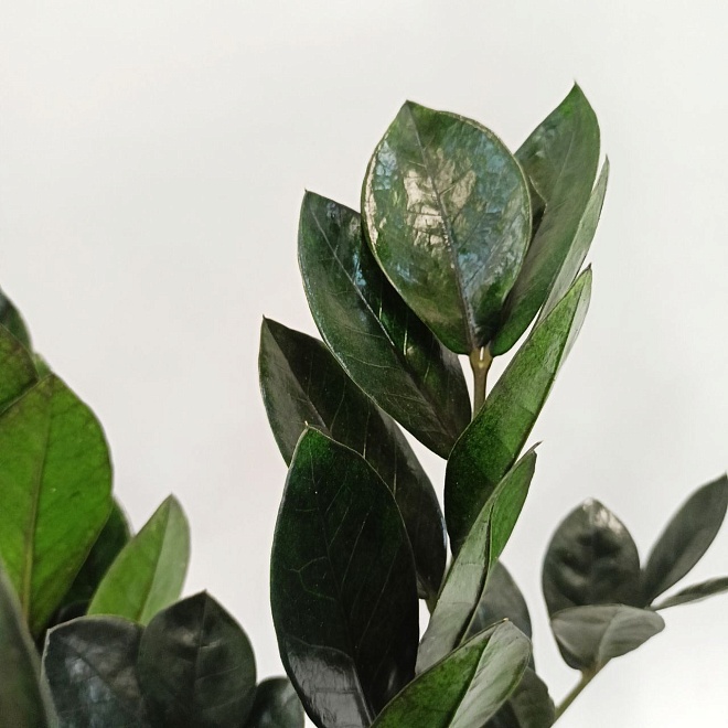 Замиокулькас Равен d14 h45 7шт