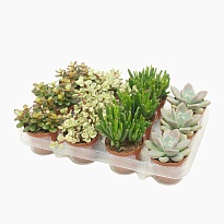 Суккулент Делюкс d8 h10 12шт