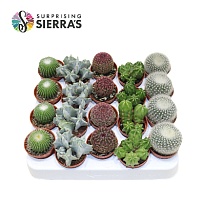 Кактус микс Сантьяго микс Делюкс d5 h9 20шт