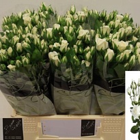 Роза кустовая Jeanine дл.40 10шт