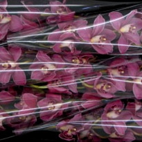 Орхидея Cymbidium May Monique дл.80 *6 1шт