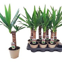 Юкка 2Д d19 h120 1шт