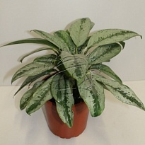 Аглаонема Сильвер Фрост d17 h60 6шт