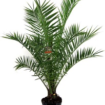 Финик Канарский d30 h200 1шт