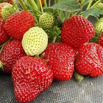 Земляника Лималексия (ОКС) 5шт/кор