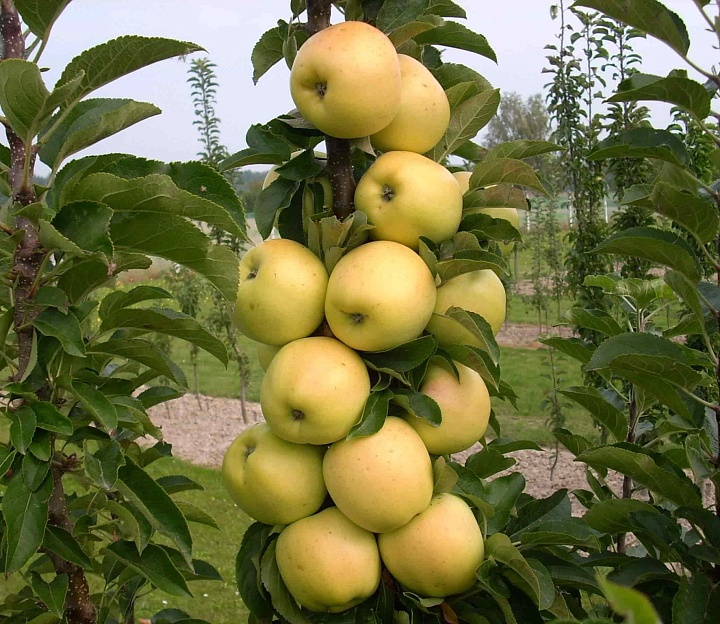 Яблоня колон. Медок/подвой 54-118 полукарл/С