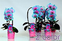 Орхидея Фален. Каскад (крашеный) d9 h45 6шт