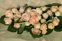 Роза кустовая Irischka дл.50 10шт