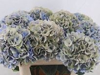 Гортензия My Beautiful Diana Classic дл.60 d23 1шт