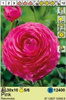 Лютик Розовый 5/6 10шт*