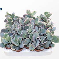 Каланхое Федченко Вариегата d6 h15 20шт