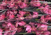 Орхидея Cymbidium Toledo дл.60 *9 1шт