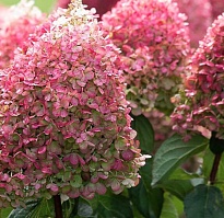 Гортензия (Hydrangea) мет. Пинки Промис d17 h20-40 1шт