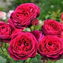 Роза Астрид Графин Фон Харденберг парковая/Цв.Кор 1шт