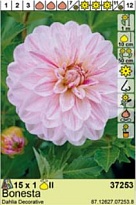 Георгина Бонеста декор. 1шт*