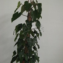 Филодендрон Сканденс моспол d27 h160 1шт