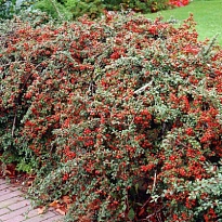 Кизильник (Cotoneaster) гибридный Корал Бьюти d9 h30-40 18шт
