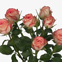 Роза кустовая Leila дл.60 10шт