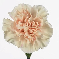 Гвоздика Apple Tea 20шт