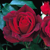 Роза Imperial Rose (B.Topalovic) Мистер Линкольн ч-г (ЗКС) 2л 1шт
