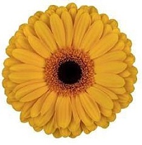 Гербера Oaklyn 25шт