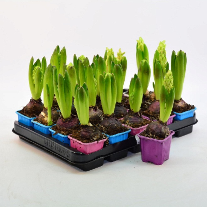 Гиацинт d7 h17 20шт