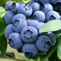 Голубика (Vaccinium) высокорослая Дюк/Цв.Кор 1шт