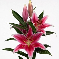 Лилия Or. Marlon 3+10шт