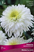 Нивяник великолепный Фиона Гогхилл 1шт