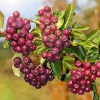 Рябина Ликерная/Цв.Кор 1шт
