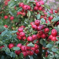 Яблоня Китайка Керр/Цв.Кор