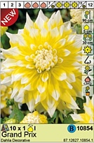 Георгина Гран При декор. 1шт*