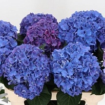 Гортензия Rodeo Purple дл.60 d18 1шт