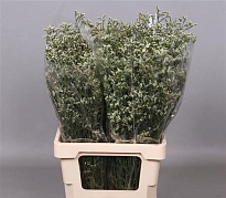 Нидерланды CHINA WHITE