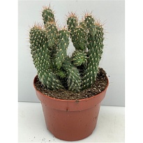 Кактус Опунция Микродазис Беби Бум d10 h15 9шт