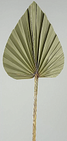 Лист пальмы сухоцвет h11-15см натуральный