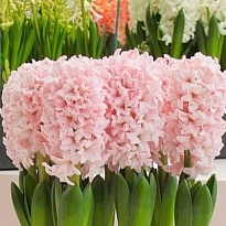 Гиацинт Pink Elephant 5шт