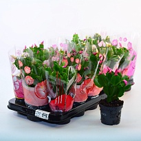 Шлюмбергера микс d9 h20 18шт