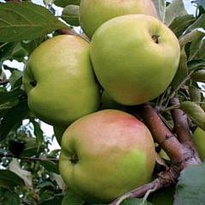 Яблоня карликовая Братчуд/Цв.Кор 1шт