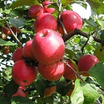 Яблоня Пепин шафранный/подвой 54-118 полукарл/С