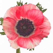 Анемона Mistral Plus Red 10шт