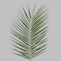 Финик Робелини дл.60 1пуч