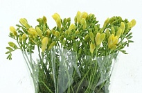 Фрезия Dukaat 10шт