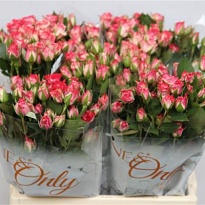 Роза кустовая Fireworks дл.40 10шт