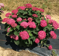 Гортензия (Hydrangea) древ. Руби Анабель 5л h15-20 1шт