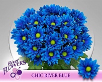 Хризантема кустовая Chic River Blue крашен 5шт