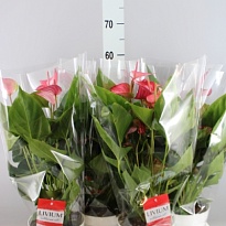 Антуриум Ливиум Ред d17 h55 6шт